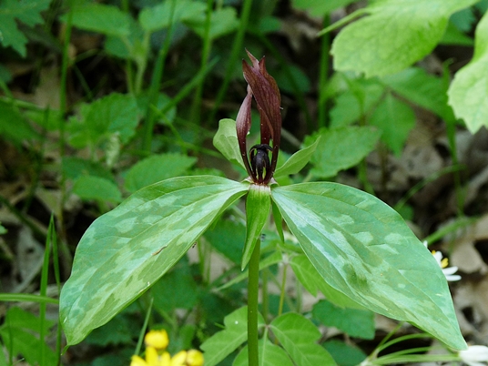 {Trillium lancifolium}